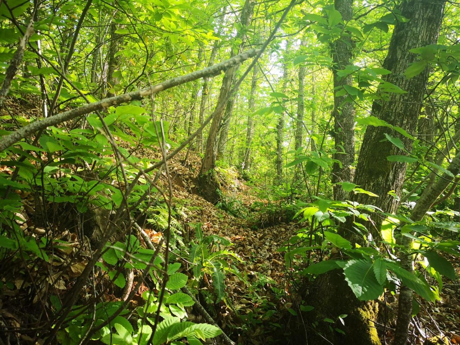 Finca Naturacanaria Moya  Eksteriør bilde