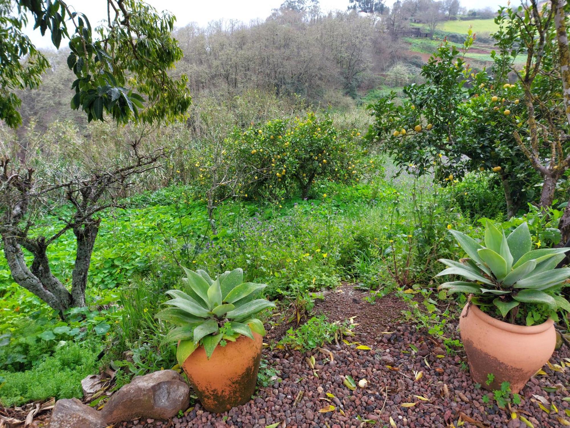 Finca Naturacanaria Moya  Eksteriør bilde